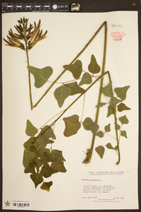 Erythrina herbacea image