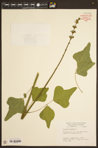 Erythrina herbacea image