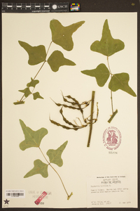 Erythrina herbacea image