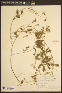 Galactia brevipes image