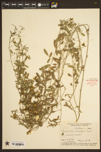 Galactia brevipes image