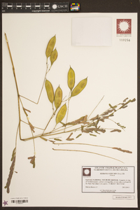 Sesbania vesicaria image