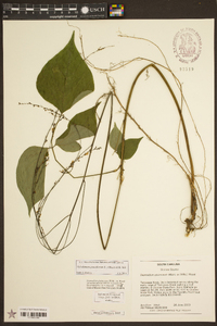 Hylodesmum pauciflorum image