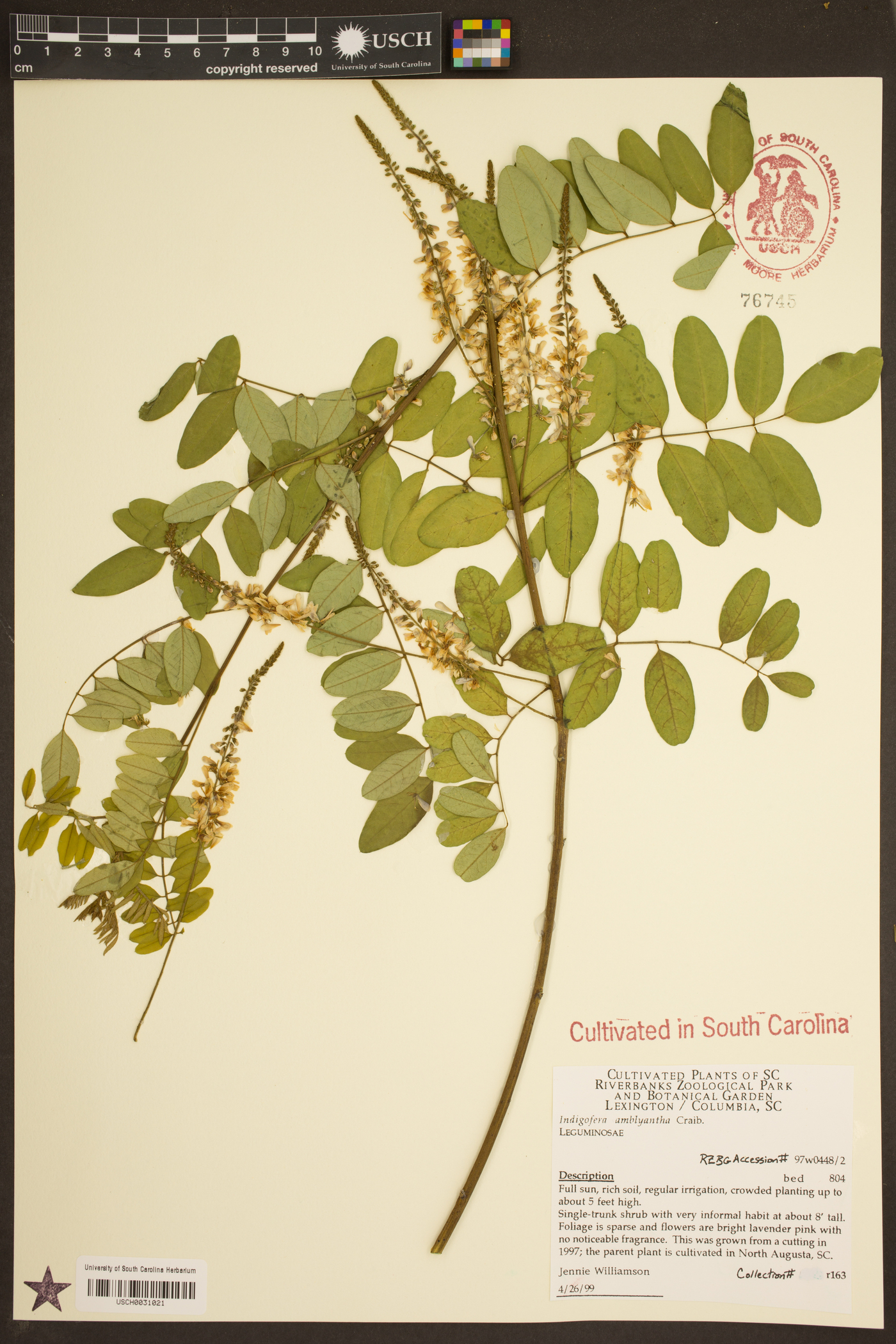 Indigofera amblyantha image