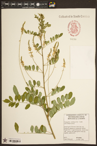 Indigofera amblyantha image