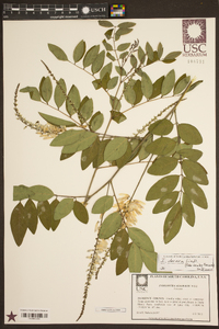 Indigofera decora image