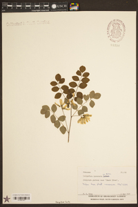 Indigofera decora image