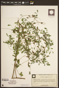 Indigofera caroliniana image