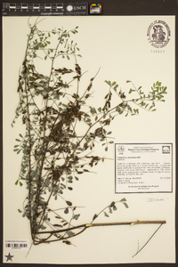 Indigofera caroliniana image