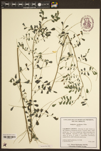 Indigofera caroliniana image