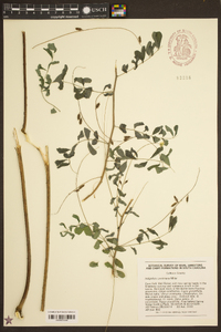 Indigofera caroliniana image