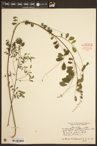 Indigofera caroliniana image