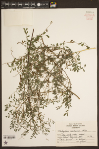 Indigofera caroliniana image