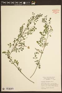 Indigofera caroliniana image