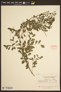 Indigofera caroliniana image