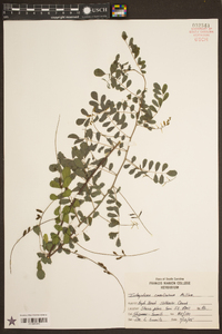 Indigofera caroliniana image