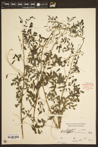 Indigofera caroliniana image