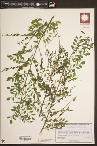 Indigofera caroliniana image