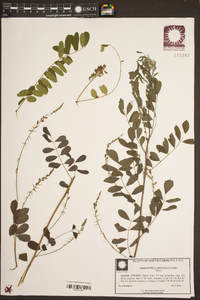 Indigofera caroliniana image