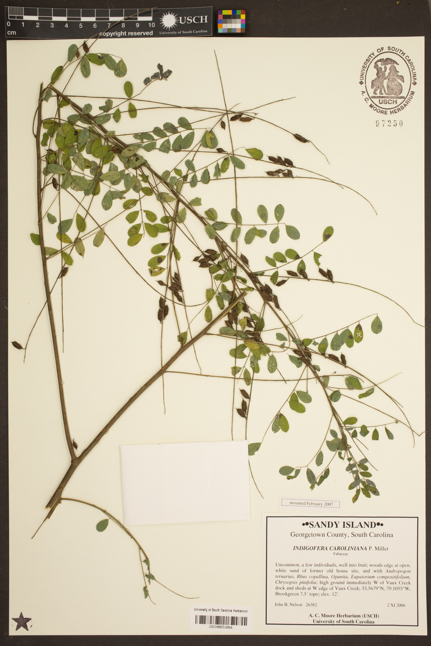 Indigofera caroliniana image