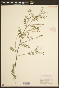 Indigofera caroliniana image