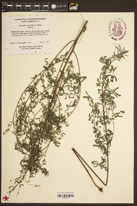 Indigofera caroliniana image