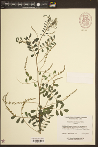 Indigofera caroliniana image