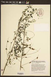 Indigofera caroliniana image