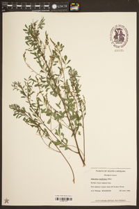 Indigofera caroliniana image