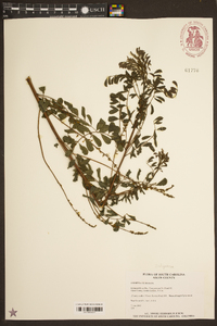 Indigofera caroliniana image