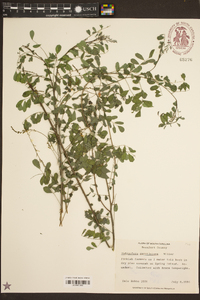 Indigofera caroliniana image