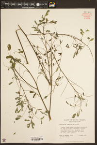 Indigofera caroliniana image