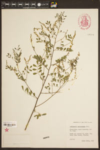 Indigofera caroliniana image