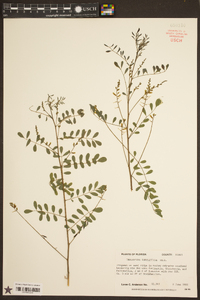 Indigofera caroliniana image