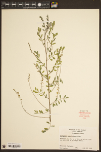 Indigofera caroliniana image