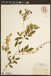 Indigofera decora image