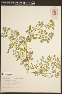 Indigofera spicata image