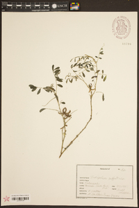 Indigofera suffruticosa image