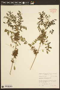 Indigofera suffruticosa image