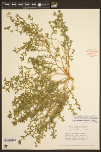 Lespedeza procumbens image