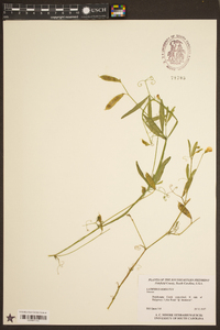 Lathyrus hirsutus image