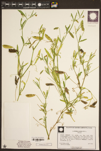 Lathyrus hirsutus image