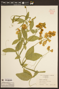 Lathyrus latifolius image