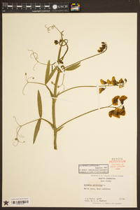 Lathyrus latifolius image