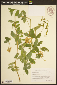 Lathyrus venosus image