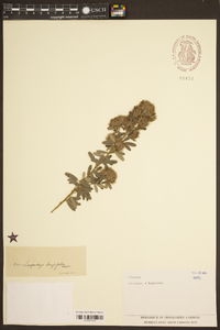 Lespedeza × longifolia image