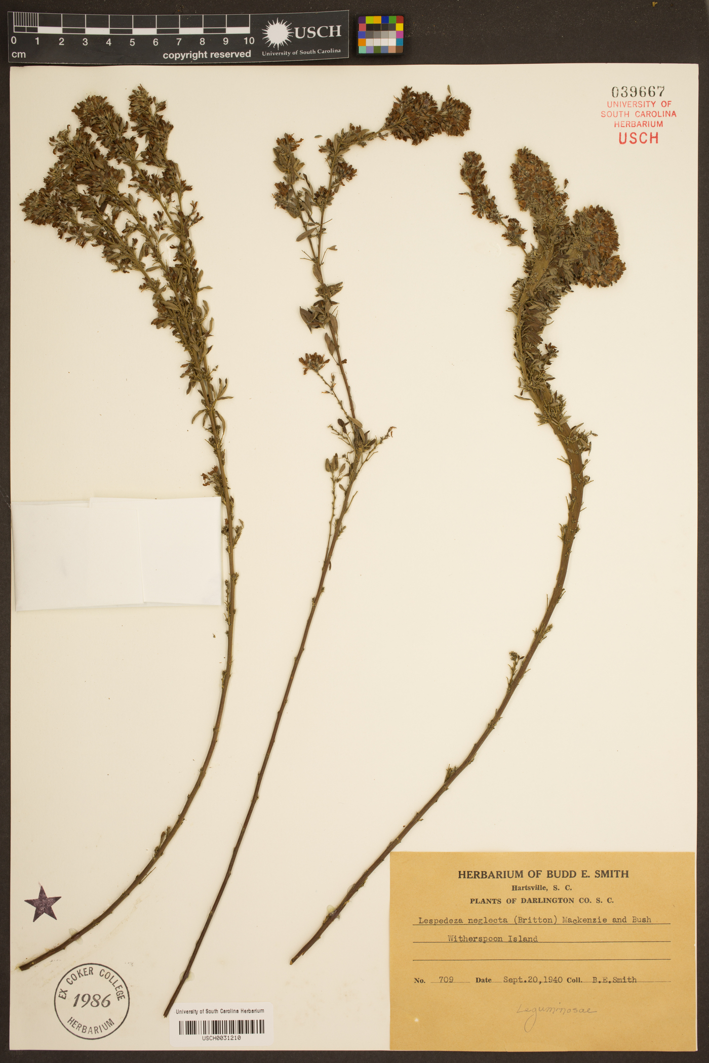 Lespedeza × neglecta image