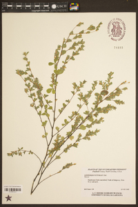 Lespedeza × nuttallii image