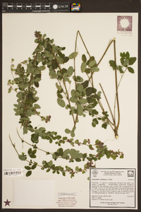 Lespedeza violacea image