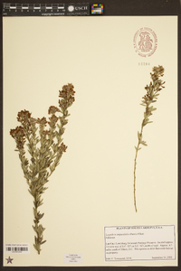 Lespedeza angustifolia image